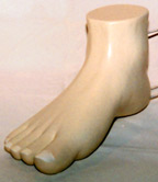 medical model of a foot for a podiatrist